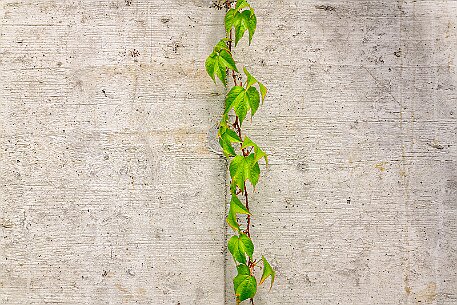 Nicht perfekt Gerade null