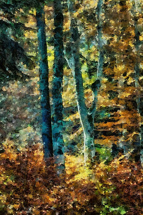 Herbst_Laub_20181026_01 null