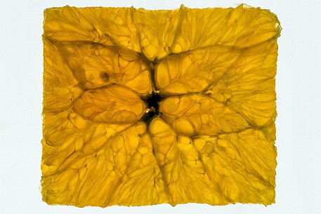 Orange | Makroaufnahme null