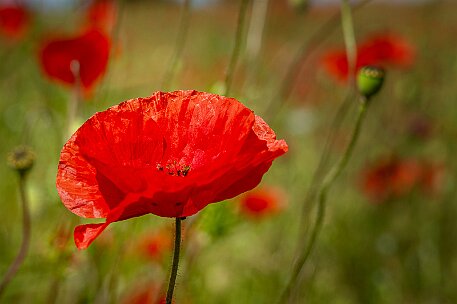 Mohnblumen in Bellmund BE null