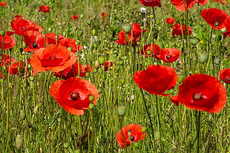 Mohnblumen in Bellmund BE null