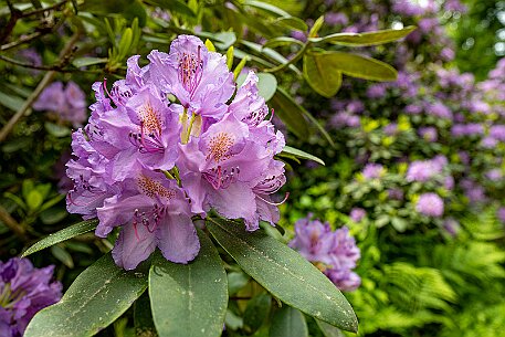 Rhododendron in Leuzigen null