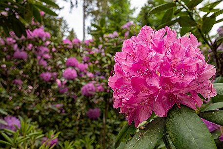 Rhododendron in Leuzigen null