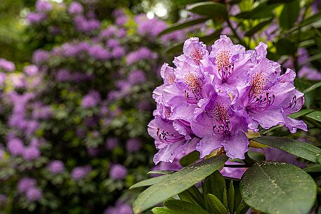 Rhododendron in Leuzigen null