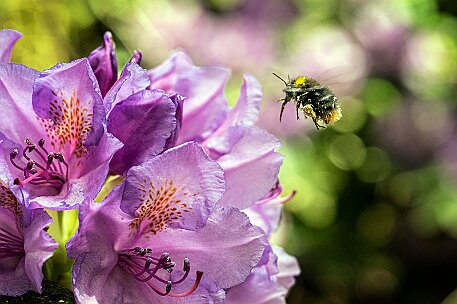 Rhododendron in Leuzigen null