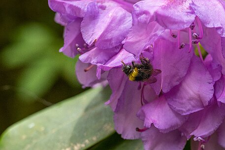 Rhododendron in Leuzigen null