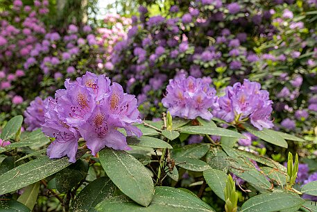 Rhododendron in Leuzigen null