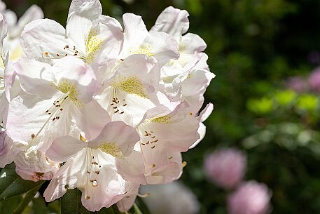 Rhododendron in Leuzigen null