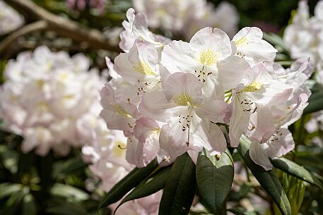 Rhododendron in Leuzigen null
