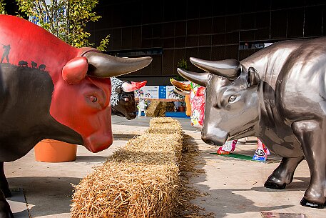 Stierparade Zug null