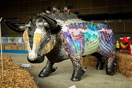 Stierparade Zug null