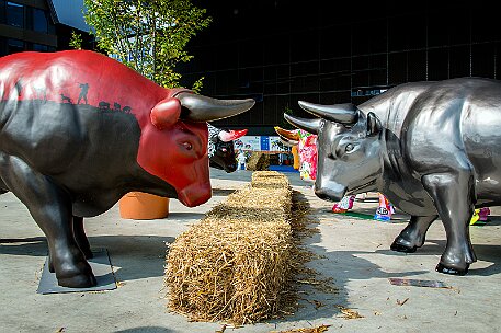 Stierparade Zug null