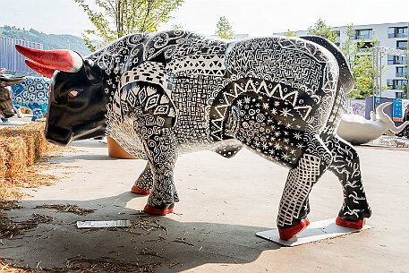 Stierparade Zug null