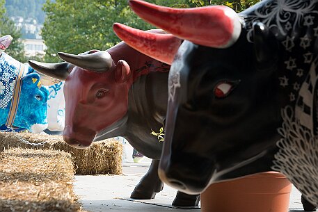 Stierparade Zug null