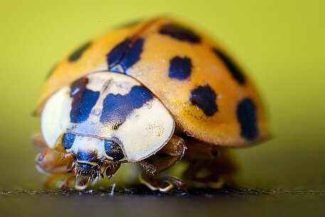 Asiatische Marienkäfer (Harmonia axyridis) null