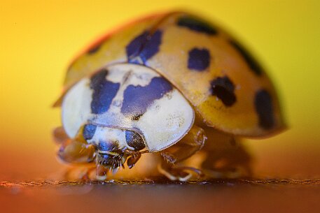 Asiatische Marienkäfer (Harmonia axyridis) null
