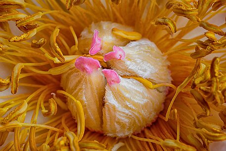 Pfingstrose (Paeonia) null