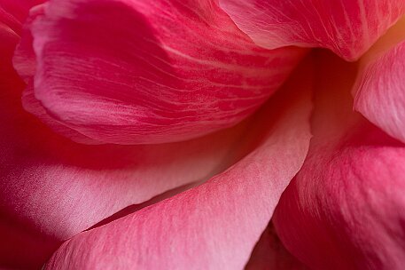 Pfingstrose (Paeonia) null