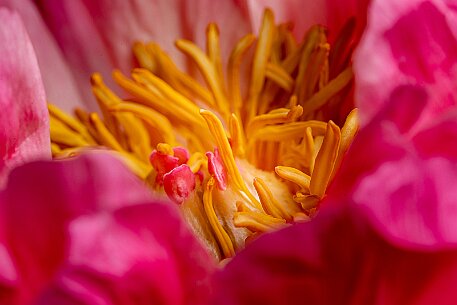 Pfingstrose (Paeonia) null