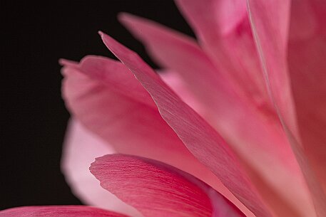 Pfingstrose (Paeonia) null