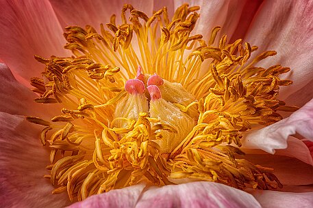 Pfingstrose (Paeonia) null