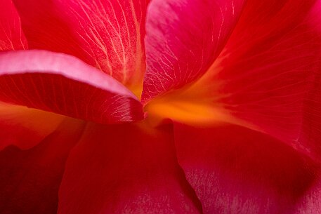 Pfingstrose (Paeonia) null