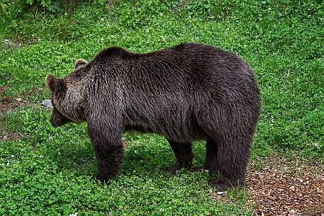 Berner Altstadt | Bärengraben null