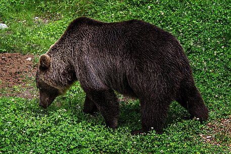 Berner Altstadt | Bärengraben null