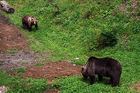 Berner Altstadt | Bärengraben null
