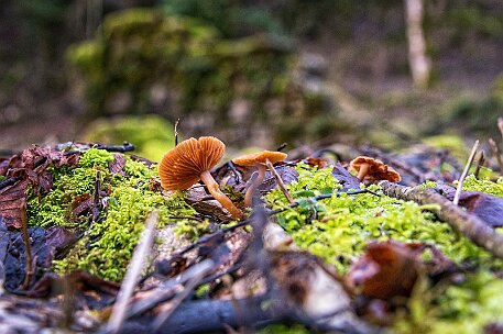 Wasserfälle – Cascades du Hérisson - Menétrux-en-Joux FR null