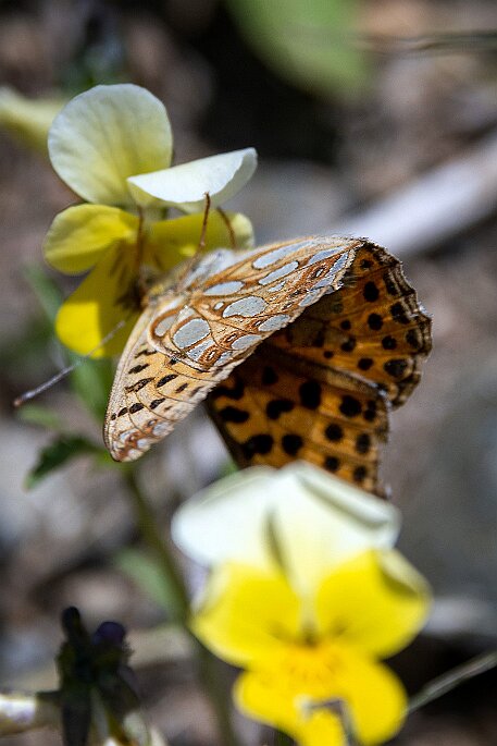 Dolomiten_20220620_14 null
