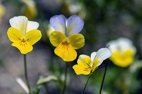 Dolomiten_20220620_15 null
