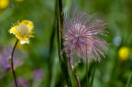 Dolomiten_20220620_21 null