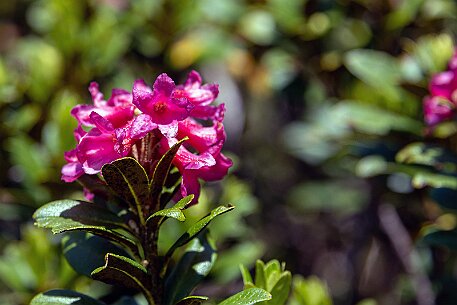 Dolomiten_20220620_26 null