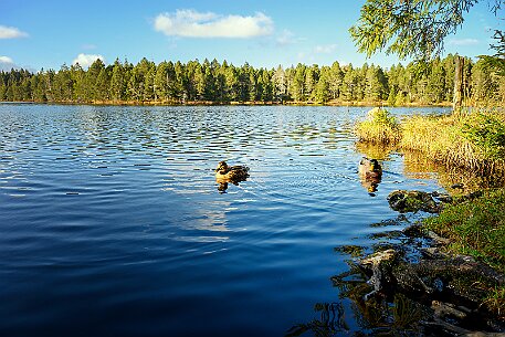 Étang de la Gruère null