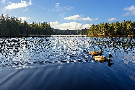 Étang de la Gruère null