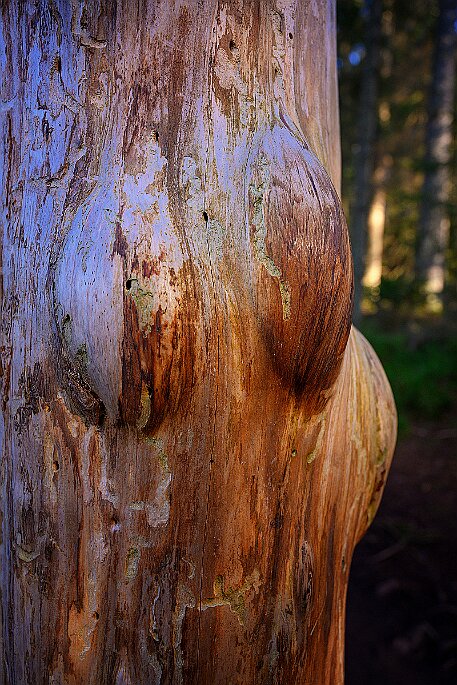 Étang de la Gruère null