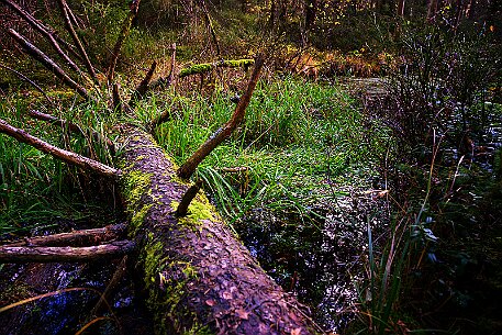 Étang de la Gruère null
