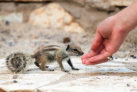 Ardilla Moruna, Erdmännchen auf der Insel Fuerteventura null