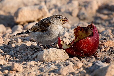 Fuerteventura - Costa Calma null