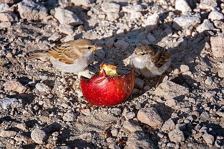 Fuerteventura - Costa Calma null
