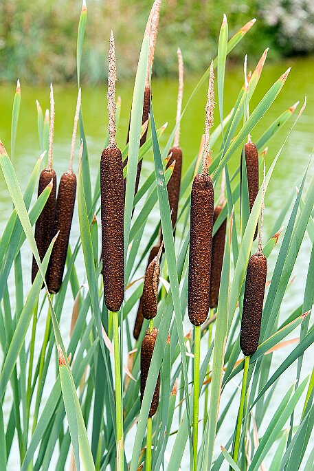 Koeniz_20150725_28 null