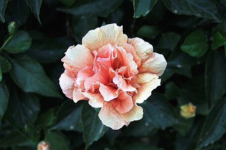 Lanzarote Playa Blanca null