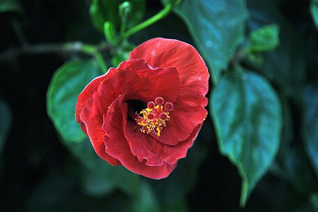 Lanzarote Playa Blanca null