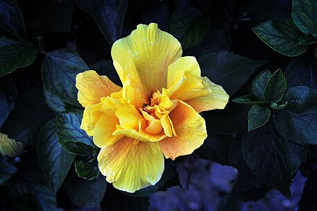 Lanzarote Playa Blanca null