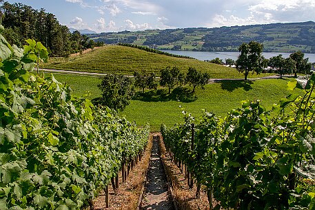 Schloss Heidegg null