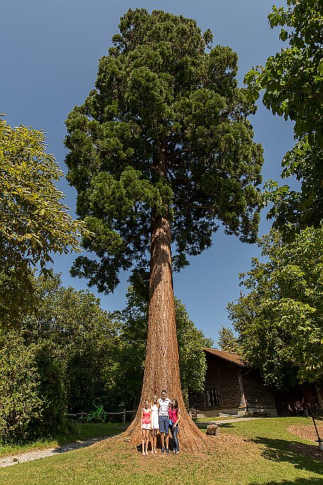 Schloss Heidegg null