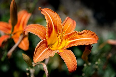 Schloss Heidegg | Rosengarten null