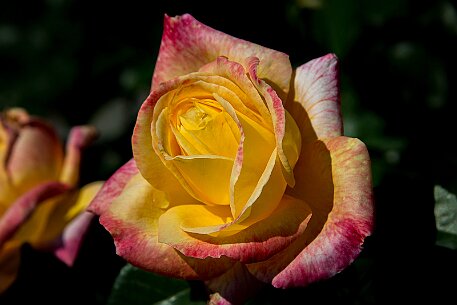 Schloss Heidegg | Rosengarten null