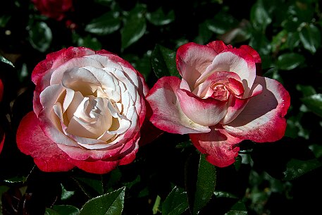 Schloss Heidegg | Rosengarten null